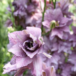 Load image into Gallery viewer, Larkspur, &#39;Earl Grey&#39;
