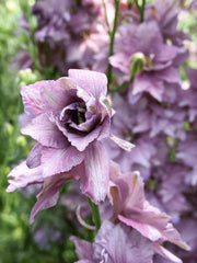 Load image into Gallery viewer, Larkspur, &#39;Earl Grey&#39;
