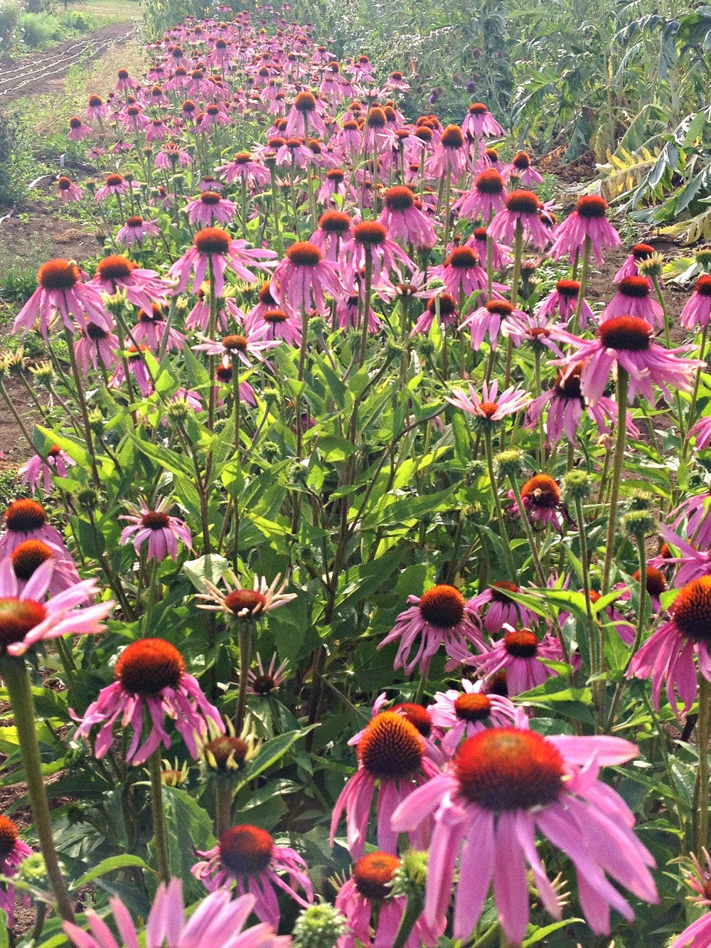 Flowers | Uprising Seeds