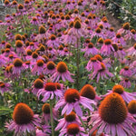 Load image into Gallery viewer, Echinacea (Purple Coneflower)
