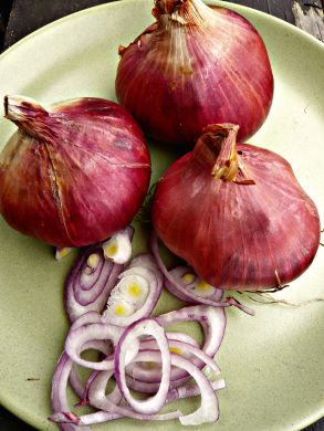 Shallot, 'Ed's Red'