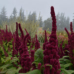 Load image into Gallery viewer, Amaranth, &#39;Elephant&#39;s Head&#39;
