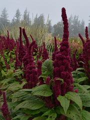 Load image into Gallery viewer, Amaranth, &#39;Elephant&#39;s Head&#39;
