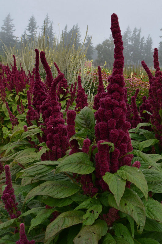 Amaranth, 'Elephant's Head'