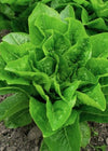 Lettuce, 'Emerald Fan'