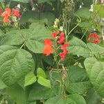 Load image into Gallery viewer, Bean, Pole Runner, &#39;Scarlet Emperor&#39;
