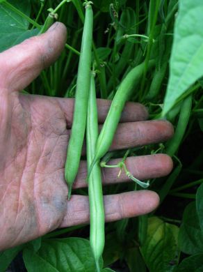 Bean, Bush Snap, 'Empress'