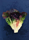 Lettuce, 'Eruption'
