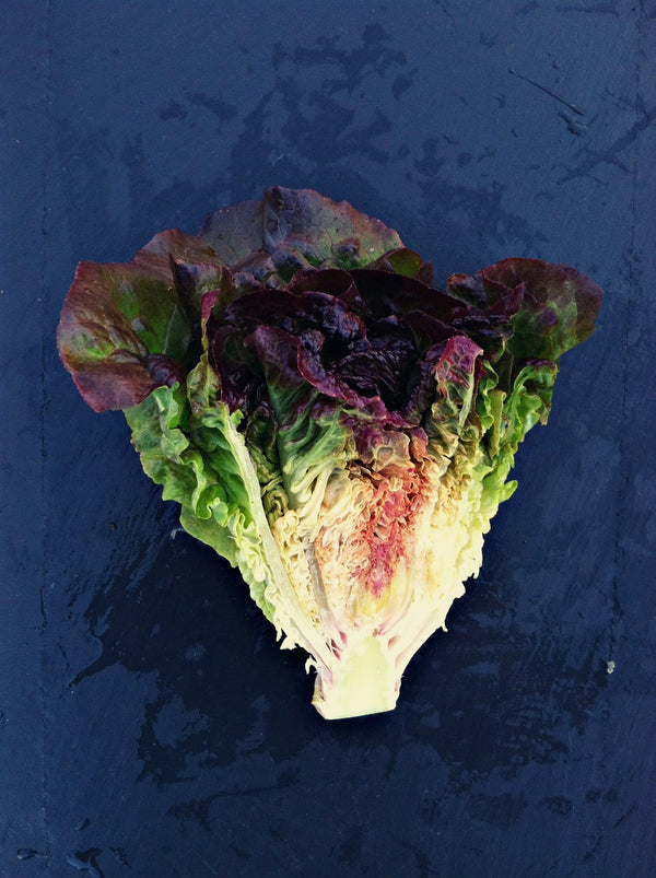 Lettuce, 'Eruption'