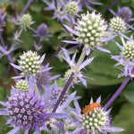 Load image into Gallery viewer, Eryngium, &#39;Blue Glitter&#39;
