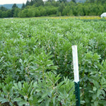 Load image into Gallery viewer, Fava, &#39;Aquadulce&#39;
