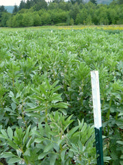 Load image into Gallery viewer, Fava, &#39;Aquadulce&#39;
