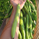 Load image into Gallery viewer, Fava, &#39;Aquadulce&#39;
