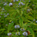 Load image into Gallery viewer, Trigonella, &#39;Blue Fenugreek&#39;
