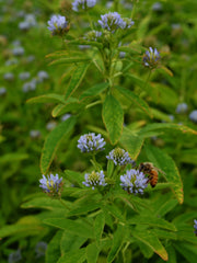 Load image into Gallery viewer, Trigonella, &#39;Blue Fenugreek&#39;
