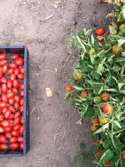 Load image into Gallery viewer, Tomato, &#39;Fiaschetto di Manduria&#39;
