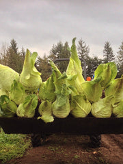 Load image into Gallery viewer, Cabbage, &#39;Filderkraut&#39;
