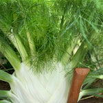 Load image into Gallery viewer, Fennel, &#39;Finale&#39;
