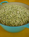 Bean, Bush Dry, 'Flageolet Vert'