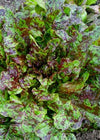 Lettuce, 'Flashy Butter Oak'