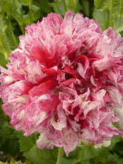 Load image into Gallery viewer, Poppy, Peony, &#39;Flemish Antique&#39;
