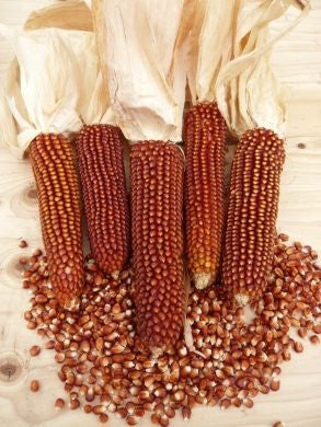 Corn, 'Floriani Red Flint'