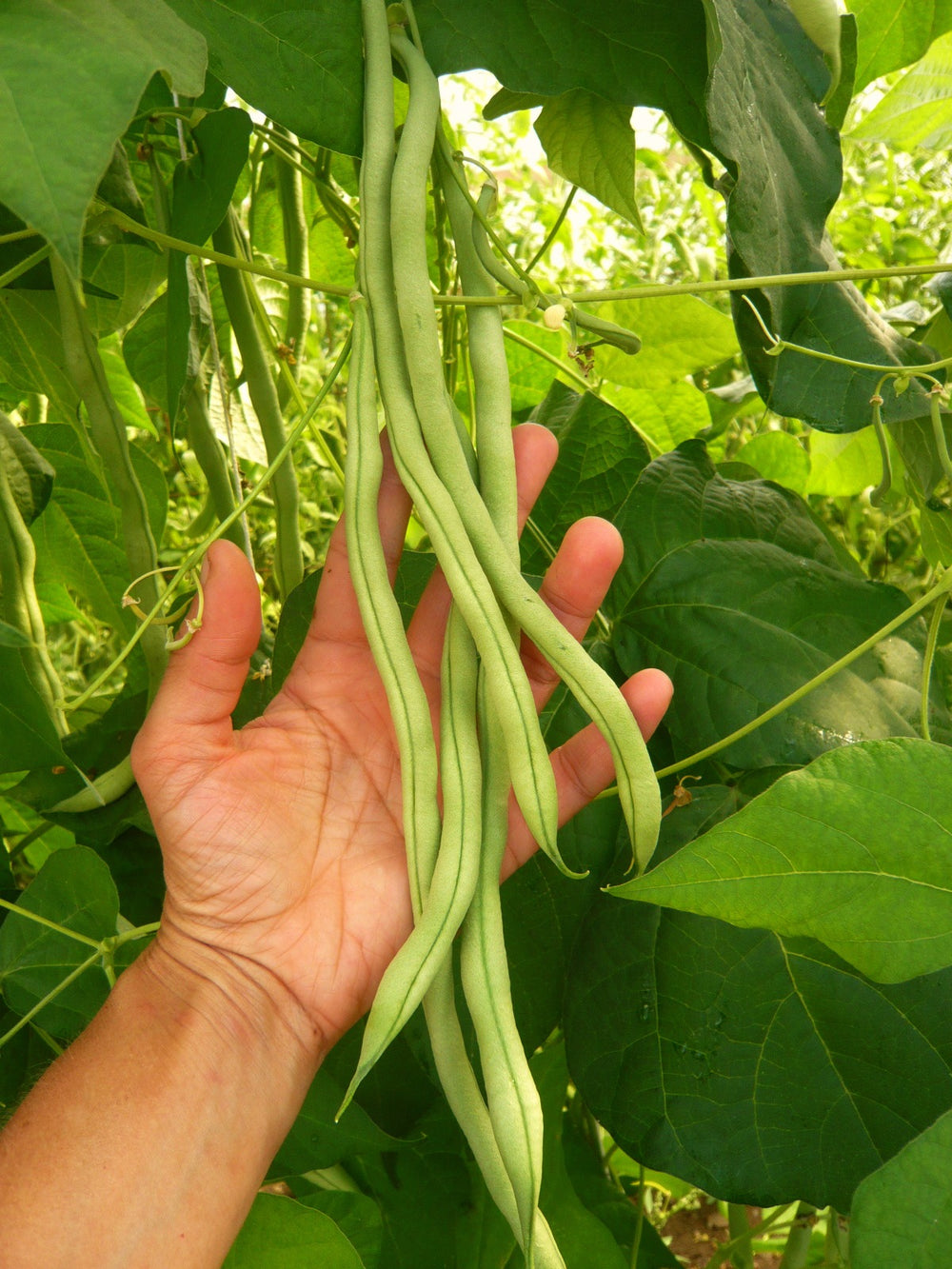 Bean, Pole Snap, 'Fortex' | Uprising Seeds