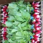 Load image into Gallery viewer, Radish, &#39;French Breakfast&#39;
