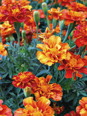 Load image into Gallery viewer, Marigold, &#39;French Brocade&#39;
