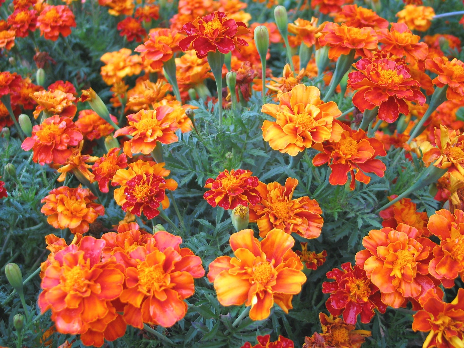 Mosquitoes really don't like these 8 smells. Make sure to plant these this summer Mosquitoes really don't like these 8 smells. Make sure to plant these this summer