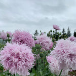Load image into Gallery viewer, Poppy, Peony, &#39;Lilac Pompom&#39;
