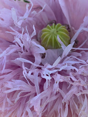 Load image into Gallery viewer, Poppy, Peony, &#39;Lilac Pompom&#39;
