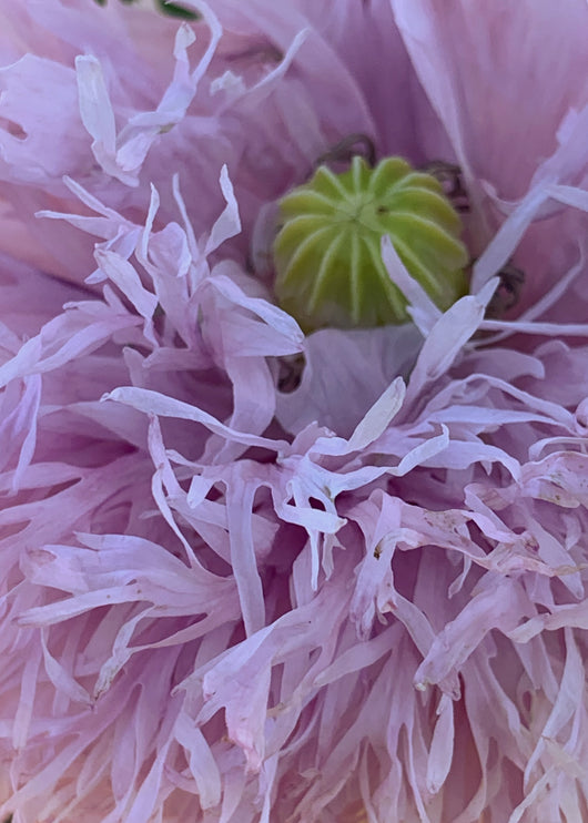 Poppy, Peony, 'Lilac Pompom'
