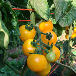 Load image into Gallery viewer, Tomato, &#39;Galina&#39;
