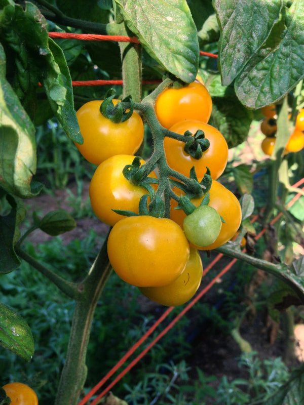 Tomato, 'Galina'