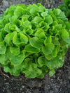 Lettuce, 'Galisse'