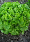 Lettuce, 'Galisse'