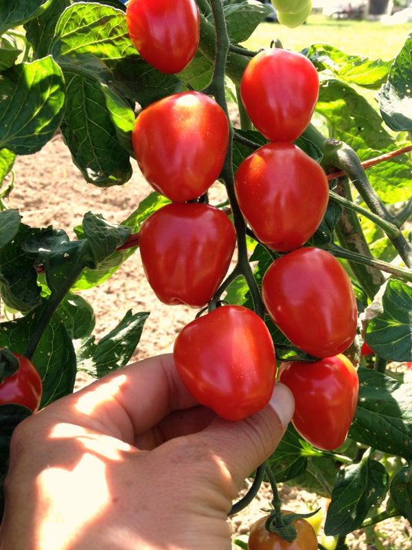 Tomato, 'Gardener's Sweetheart'