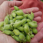 Load image into Gallery viewer, Garbanzo, &#39;Black Kabouli&#39;
