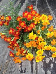 Load image into Gallery viewer, Marigold, &#39;Gems&#39;
