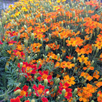 Load image into Gallery viewer, Marigold, &#39;Gems&#39;
