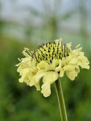 Load image into Gallery viewer, Scabiosa, &#39;Giant Yellow&#39;
