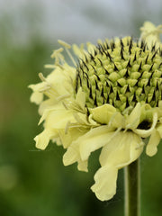 Load image into Gallery viewer, Scabiosa, &#39;Giant Yellow&#39;
