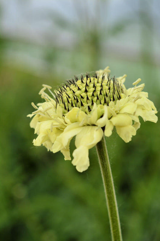 Scabiosa, 'Giant Yellow'