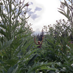 Load image into Gallery viewer, Cardoon, &#39;Gobbo di Nizza&#39;
