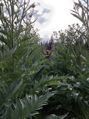 Load image into Gallery viewer, Cardoon, &#39;Gobbo di Nizza&#39;
