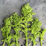 Load image into Gallery viewer, Asian Greens, &#39;Golden Frills&#39;
