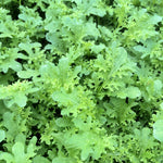 Load image into Gallery viewer, Asian Greens, &#39;Golden Frills&#39;
