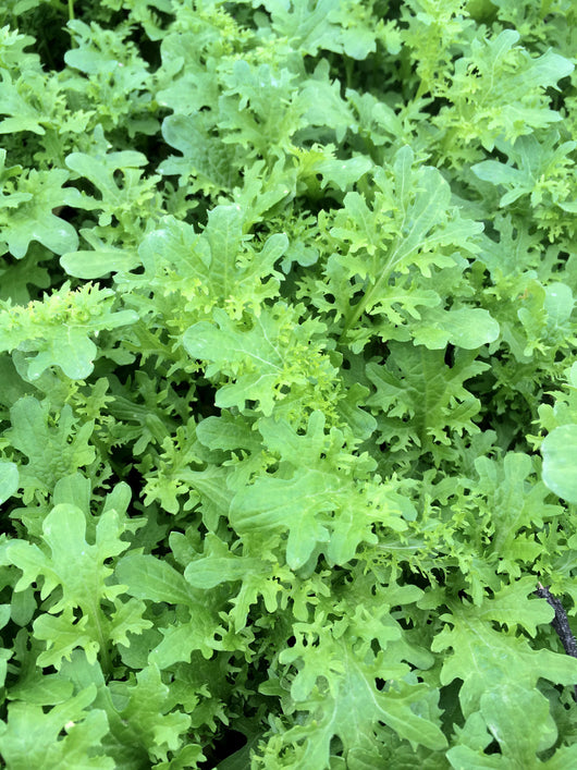 Asian Greens, 'Golden Frills'