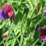 Load image into Gallery viewer, Snow Pea, &#39;Golden Sweet&#39;
